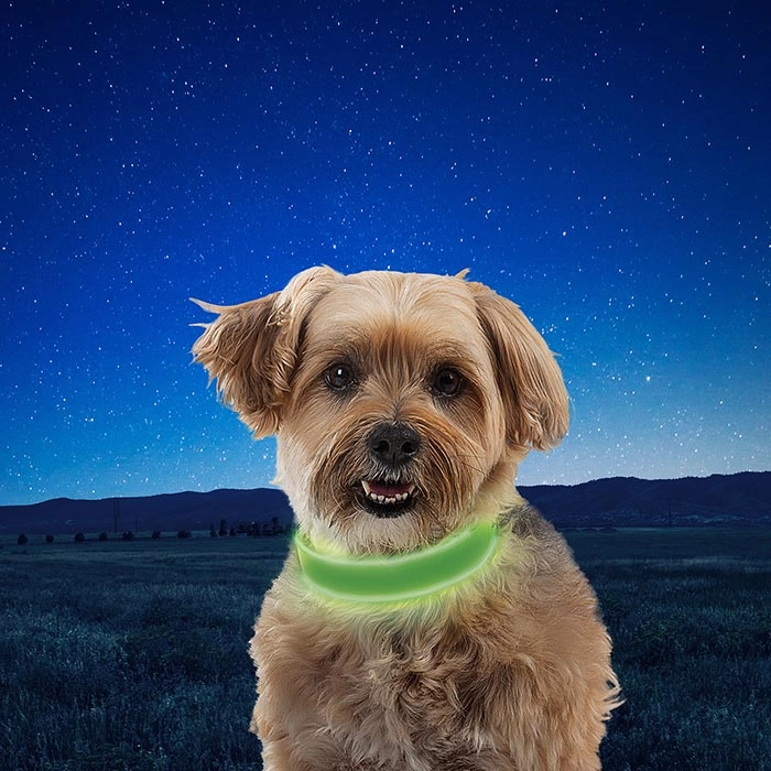 NiteDog Rechargeable LED Collar - Medium