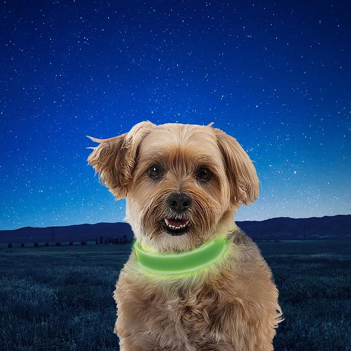 NiteDog Rechargeable LED Collar - Small