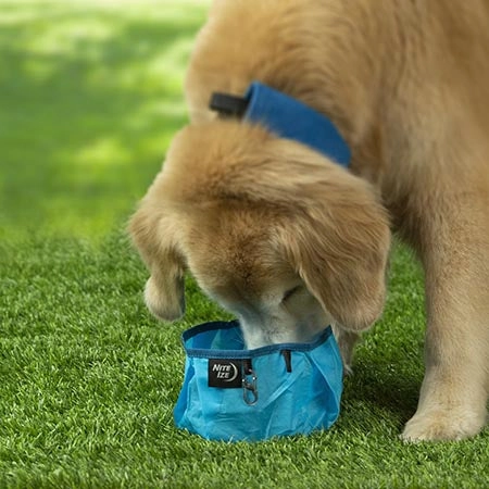 RadDog Collapsible Bowl
