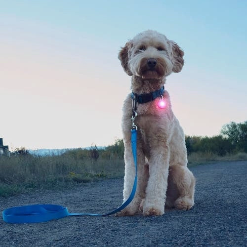 SpotLit Rechargeable Collar Light