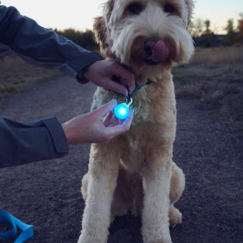 SpotLit Rechargeable Collar Light