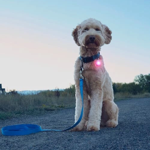 SpotLit Rechargeable Collar Light